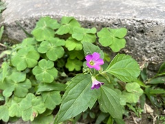 Oxalis debilis