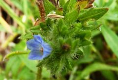 Echium parviflorum