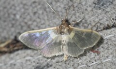 Apilocrocis brumalis