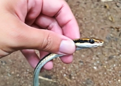 Dendrelaphis pictus
