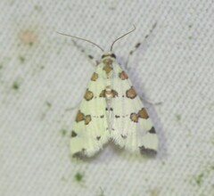 Conchylodes octonalis