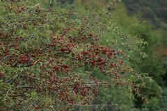 Crataegus monogyna