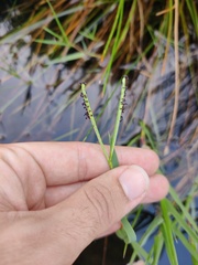 Paspalum distichum