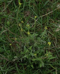 Sisymbrium officinale