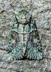 Lacinipolia laudabilis