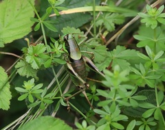 Eupholidoptera schmidti