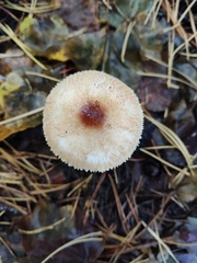 Lepiota cristata