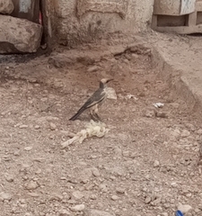 Lamprotornis albicapillus