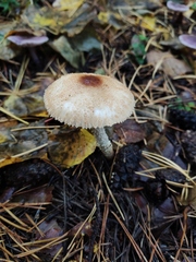 Lepiota cristata