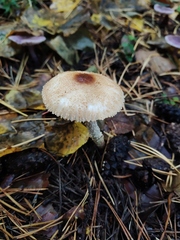 Lepiota cristata
