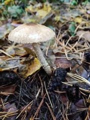 Lepiota cristata