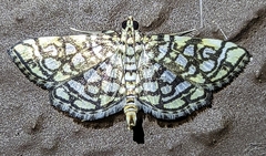 Lygropia rivulalis