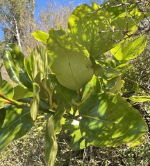 Griselinia lucida