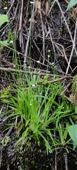 Eriocaulaceae