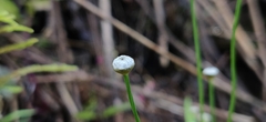 Eriocaulaceae