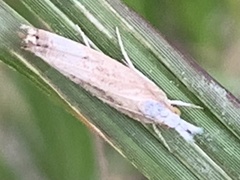 Parapediasia decorellus