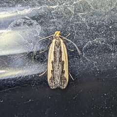 Dichomeris serrativittella