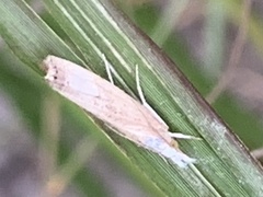 Parapediasia decorellus