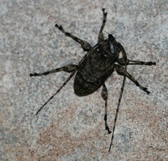 Leptostylopsis terraecolor