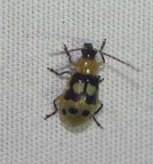 Paranapiacaba connexa