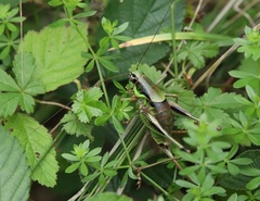 Eupholidoptera schmidti