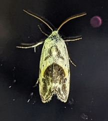 Ponometia candefacta
