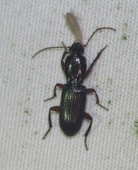 Stenomorphus californicus