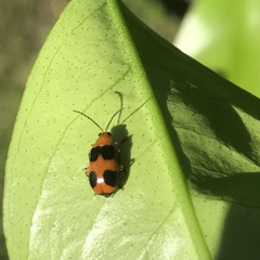 Aulacophora hilaris