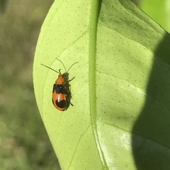 Aulacophora hilaris