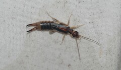 Labidura riparia