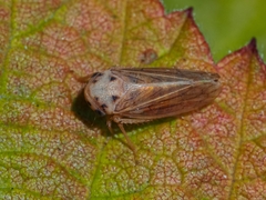 Macropsis fuscula
