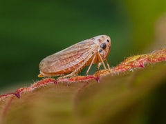 Macropsis fuscula