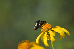Acmaeodera disjuncta