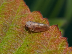 Macropsis fuscula