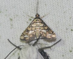 Hileithia magualis
