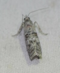 Zamagiria australella