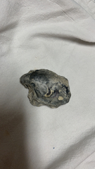 Crassostrea virginica