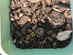 Illeis galbula