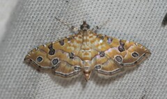 Ommatospila narcaeusalis