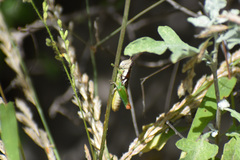 Phaedrotettix