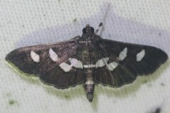 Desmia subdivisalis
