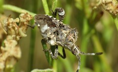 Merocoris