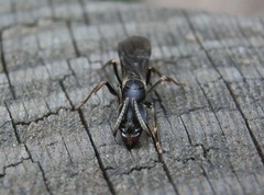 Ectomomyrmex