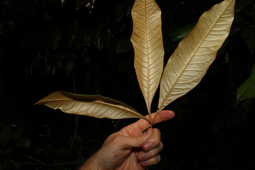 Image of Argyrodendron peralatum by (c) Greg Tasney, some rights reserved (CC BY-SA)