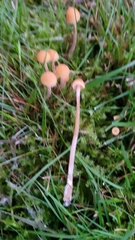 Galerina semilanceata