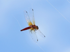 Aethriamanta nymphaeae