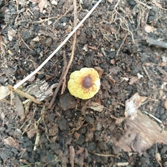 Gymnogaster boletoides