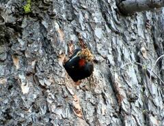 Sphyrapicus thyroideus