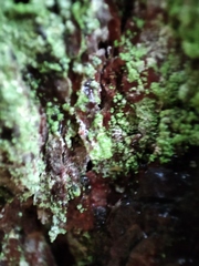 Chaenotheca furfuracea