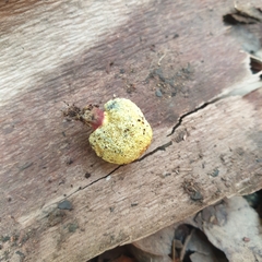 Gymnogaster boletoides